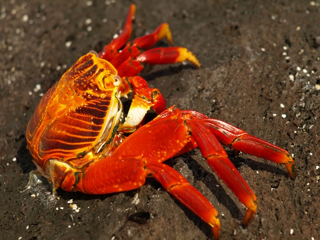 ../../Pictures/050210/041 rote Klippenkrabbe.JPG